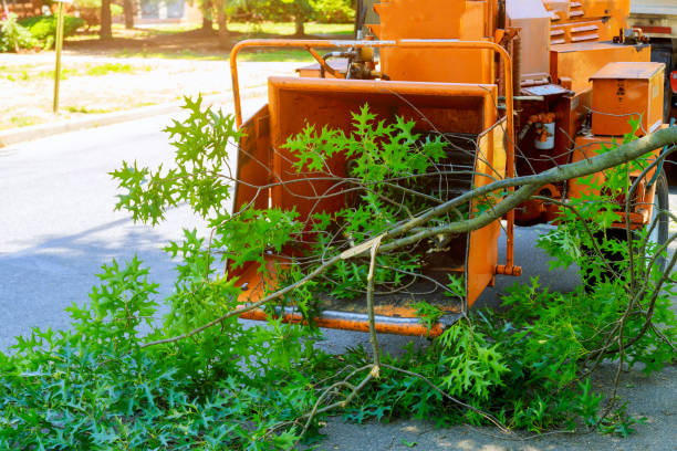 Best Tree Preservation Services  in Prichard, AL