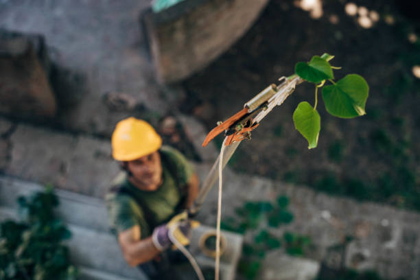 How Our Tree Care Process Works  in  Prichard, AL