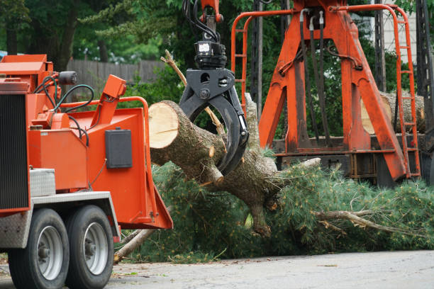 Best Leaf Removal  in Prichard, AL